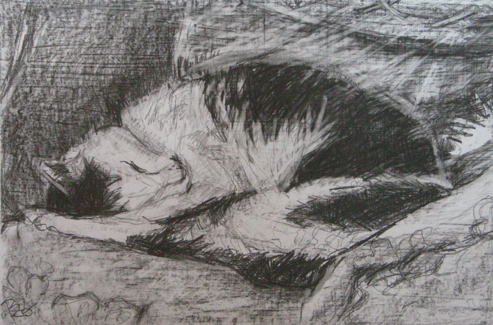 Der alte Kater
