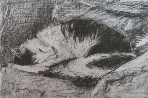 Der alte Kater